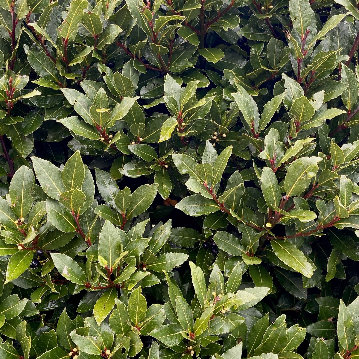 Fresh bay leaves on a rustic wooden table — symbolizing natural healing, flavor, and tradition