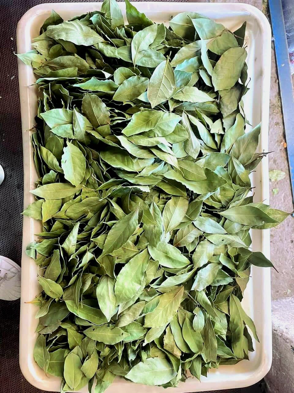 {"id":12,"title":"ABOUT_SECTION_TWO_IMAGE_THREE","value":"images\/site_images\/about_section_two_image_three-202504271211.jpg","created_at":"2025-04-27T06:34:36.000000Z","updated_at":"2025-04-27T12:11:13.000000Z"}